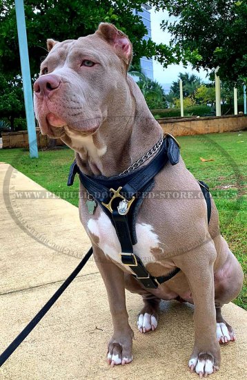 Perfect Pitbull Dog Walking Harness of Leather