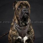 Leather Dog Harness for Cane Corso Training, Work and Walking