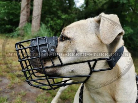 Bestseller! Antifreeze Staffy Wire Muzzle Covered with Rubber