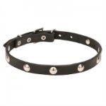 Narrow Dog Collar with Chromed Round Decorations