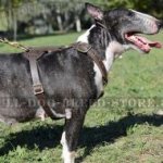 Dog Tracking and Running Leather Harness for Bull Terrier
