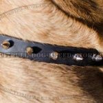 Collar for Cane Corso Puppy and Adult Dog Walking