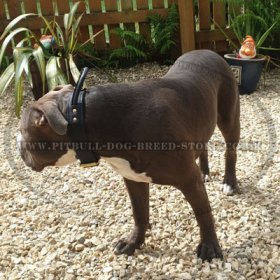 Agitation Dog Collar of Leather for Amstaff & Bull Terrier