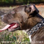 Quality Dog Collar of Leather with Nickel Pyramids for Pitbull