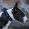 Studded Bull Terrier Collar for Walks in Style