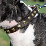 Studded Dog Collar for Bull Terrier of Fancy Design