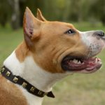 Leather Dog Collar for Amstaff Walking with Square Brass Studs