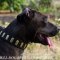 Trendy Dog Collar with Brass Plates for Pitbull and Amstaff