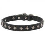 Narrow Dog Collar with Stars for Stylish Pitbull