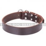 Staffy Leather Dog Collar "Calm Walk" FDT Artisan of Brown Color