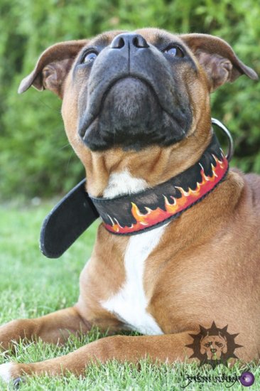 Exclusive Painted Leather Dog Collar for Pitbull and Staffy