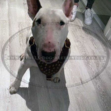 Designer Dog Harness of Gladiator Style for Bull Terrier