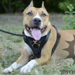 Top Grade Dog Tracking Harness for Amstaff