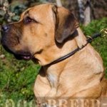 Training Collar for Cane Corso Behavior Control