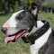 Braided Dog Collar for Bull Terrier, Wide Bull Terrier Collar