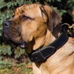 Thick Collar for Cane Corso of Double Leather for Training