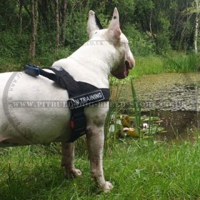 Bestseller! Stop Your Dog Pulling with Nylon Harness