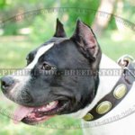 Designer Dog Collar for Amstaff with Vintage Adornments