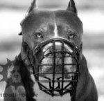 Wire Muzzle Rubber Covered for Pitbull, Ideal for Winter