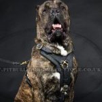 Cane Corso Chest Harness of Leather, Super Strong