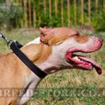 Leather Dog Collar Classic Design for Pitbull Training & Walking