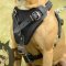 Bestseller! Protection Dog Harness for Stafford Attack Training