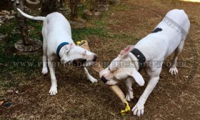 Stuffed Jute Bite Tug for Grown-Up Dogs