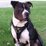 Dog Training and Tracking Harness of Leather for Stafford
