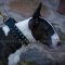 Funky Spiked Dog Collar for Bull Terrier