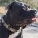 Dog Collar for Cane Corso of Leather with Large Plates