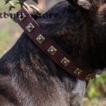 Studded Dog Collar for Staffordshire Terrier