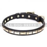 Staffy Leather Dog Collar FDT Artisan "Wealth Effulgence"