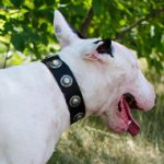 Nylon Dog Collar with Vintage Circles for English Bull Terrier