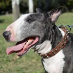 Studded Dog Collar for Bull Terrier with Pyramids and Studs