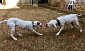 Amstaff Training Jute Bite Tug for Young Dogs