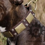 Custom Made Dog Collar of Pure Leather for Staff