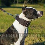 XXL Dog Collar of "Gladiator" Style for Pitbull