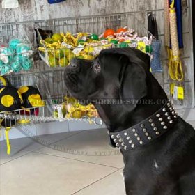 Cane Corso Leather Collar Extra Large with Cones