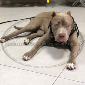 Perfect Pitbull Dog Walking Harness of Leather