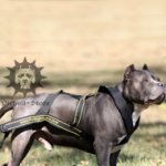 Weight Pulling Pit Bull Dog Harness, UK