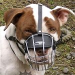 Bestseller! Wire Dog Muzzle for English Staffy, Basket Design