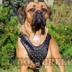 Leather Harness for Cane Corso with Brass Spikes