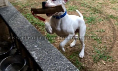 Amstaff Training Jute Bite Tug for Young Dogs