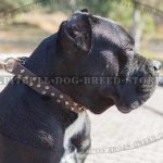 Cane Corso Leather Dog Collar with Brass Conic Frustrums