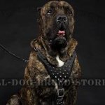 Cane Corso Dog Harness Leather with Spikes