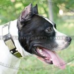 Wide Dog Collar with Brass Plates and Studs for Amstaff