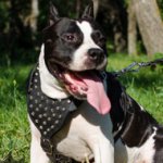 Walking Dog Harness for American Staffy with Studs