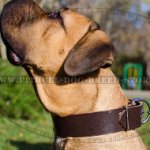 2 Inch Dog Collar of Genuine Leather for Cane Corso