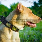 Fancy Dog Collar with Cool Adornments of Unusual Texture