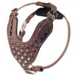 Leather Dog Harness for Pitbull, Brown Color